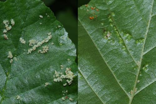 Acalitus brevitarsus